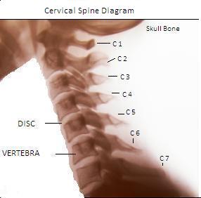 Neck Vertebrae Chart