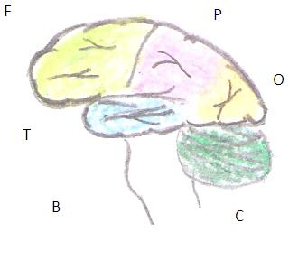 Brain Picture