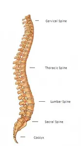 spine